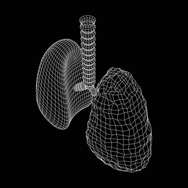 Lungor med luftstrupe bronker inre organ människa — Stock vektor