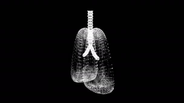 Lungs with trachea bronchi internal organ human — Stock Video