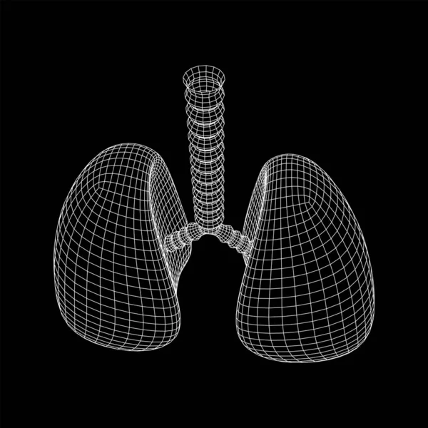 Pulmones con tráquea bronquios órgano interno humano — Archivo Imágenes Vectoriales