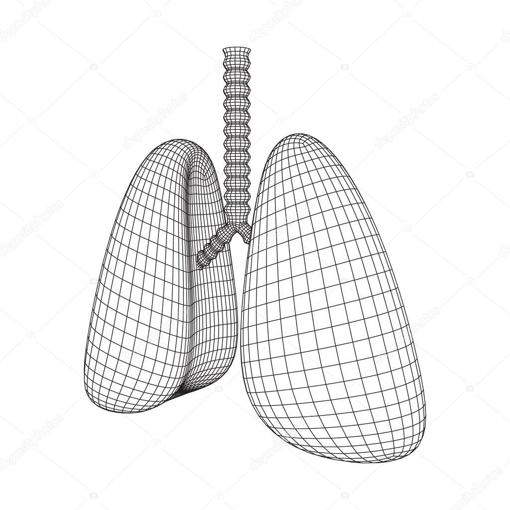 Lungs with trachea bronchi internal organ human
