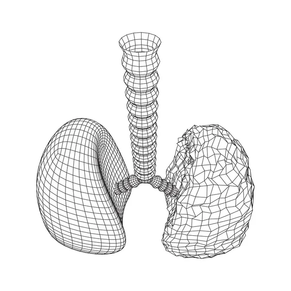 Pulmones con tráquea bronquios órgano interno humano — Archivo Imágenes Vectoriales