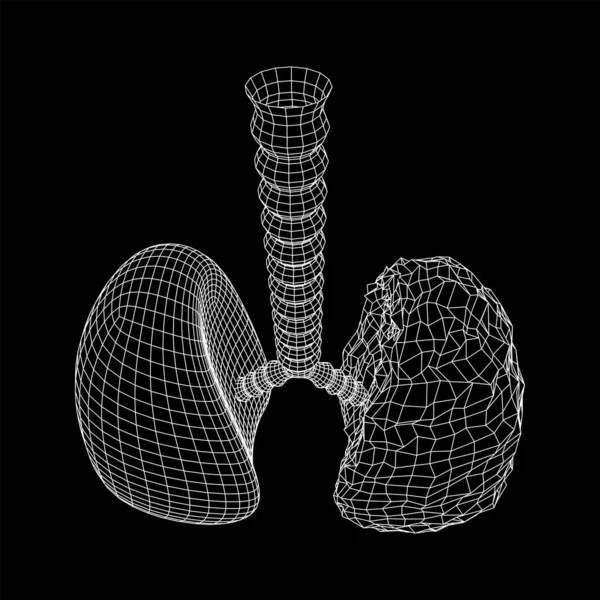 Легені з трахеєю бронхів внутрішній орган людини — стоковий вектор