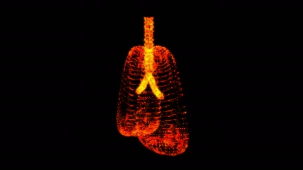 Lungs with trachea bronchi internal organ human — Stock Video