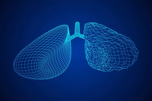 Lungen mit Luftröhre Bronchien internes Organ Mensch — Stockvektor