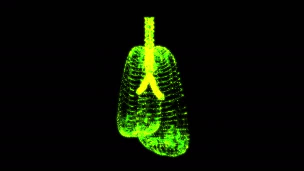 Lungen mit Luftröhre Bronchien internes Organ Mensch — Stockvideo