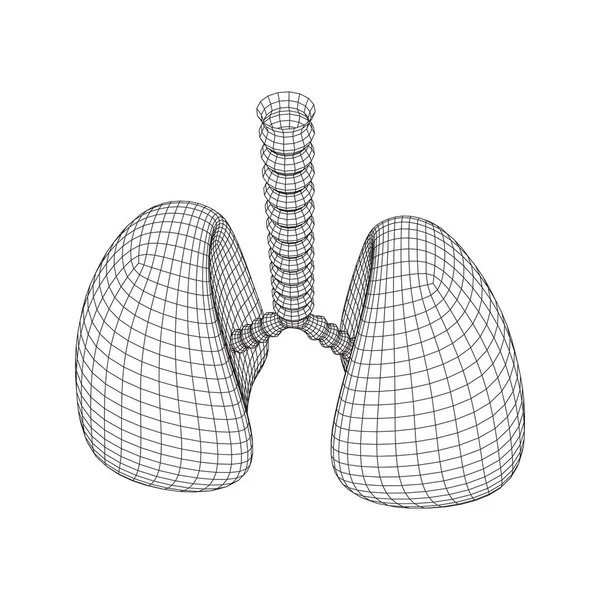 Poumons avec trachée bronches organe interne humain — Image vectorielle