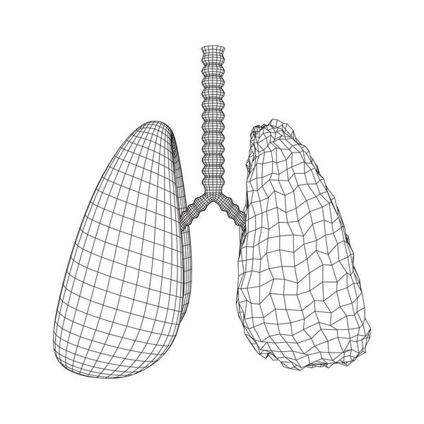 Pulmones con tráquea bronquios órgano interno humano — Vector de stock