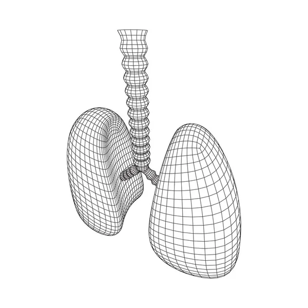 Poumons avec trachée bronches organe interne humain — Image vectorielle