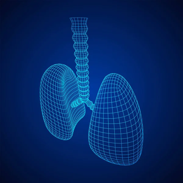 Lungen mit Luftröhre Bronchien internes Organ Mensch — Stockvektor