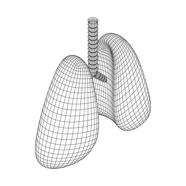 Pulmones con tráquea bronquios órgano interno humano — Vector de stock