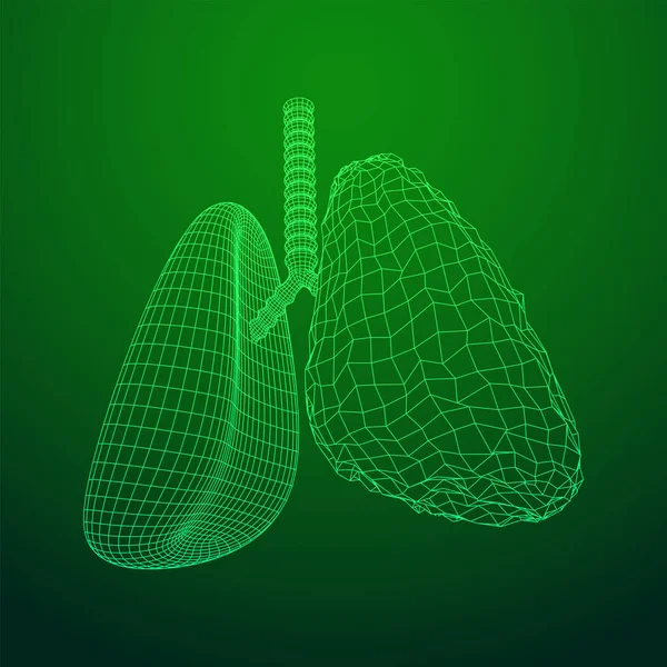 Lungen mit Luftröhre Bronchien internes Organ Mensch — Stockvektor