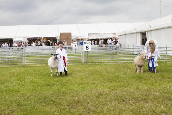 A young boy and girl are prize winners with their Lambs at the R Stock Image