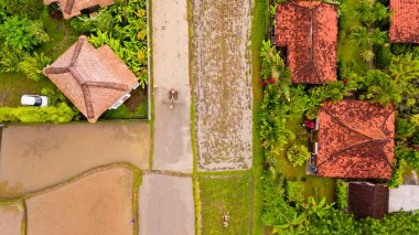 Çeltik Bali çiftçilik çiftçi.