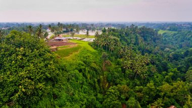 Ormanın içinden pirinç alanlarının havadan görünümü.
