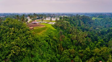 Ormanın içinden pirinç alanlarının havadan görünümü.