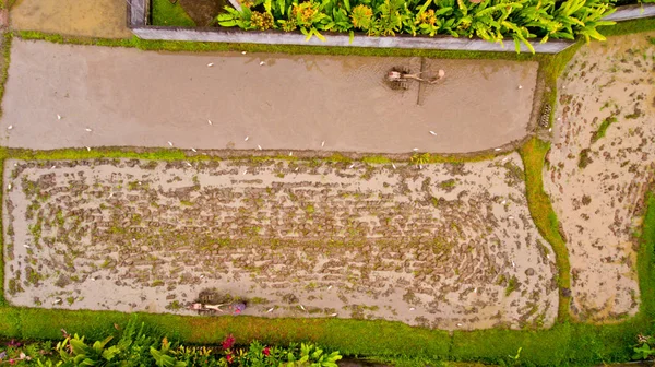 Çeltik Bali çiftçilik çiftçi.