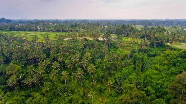 Havadan görünümü terasların su ile dolu ve pirinç dikimi için hazır.
