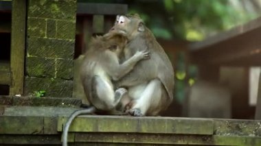 Yetişkin iri erkek maymun SMAL maymunla oynamak.