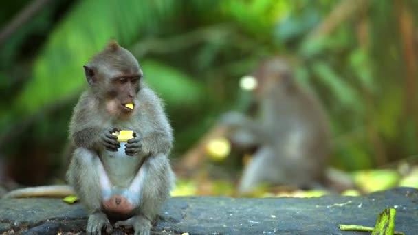 Adult monkey sits and eating banana fruit. — Stock Video
