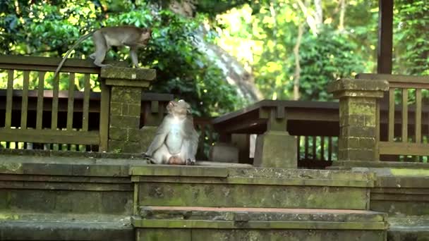 Grand singe mâle adulte jouant avec un petit singe .
