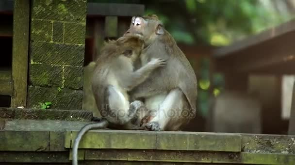 Adult big male monkey playing with smal monkey.