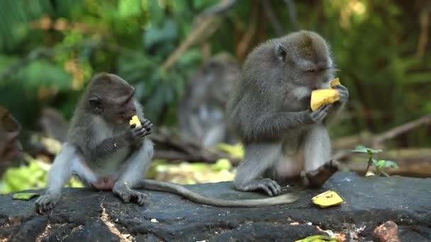 Muchos monos vinieron a desayunar en el parque . — Vídeo de stock