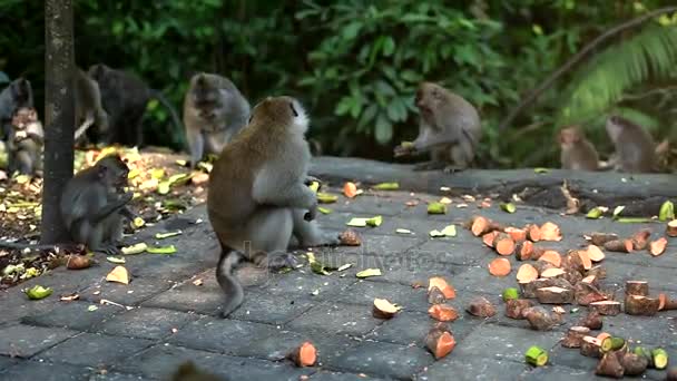 Багато мавп прийшли на сніданок в парк . — стокове відео