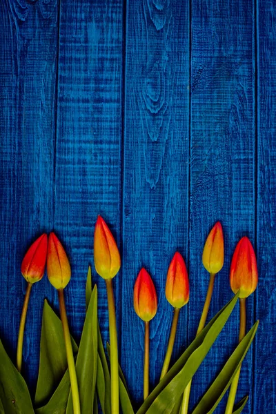 Draufsicht auf Blumen Tulpen auf blauem Holzgrund. — Stockfoto