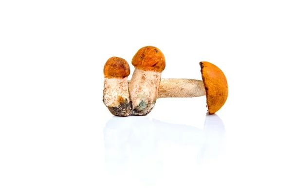 Boletus paddestoel geïsoleerd op een witte achtergrond. — Stockfoto