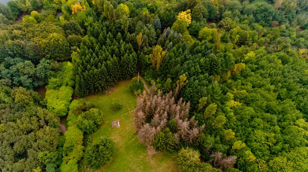 Blick von oben auf die Liegewiese mitten im Wald. — Stockfoto