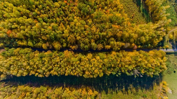 Pathway in the bright autumn forest. Top view. — Stock Photo, Image