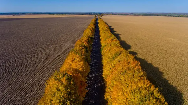 Weg zwischen bunten Herbstbäumen. Luftbild. — Stockfoto