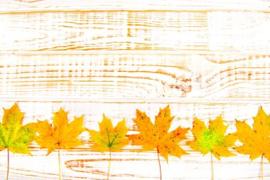 Kopya alanı ile ahşap beyaz arka plan üzerinde sonbahar akçaağaç yaprakları.