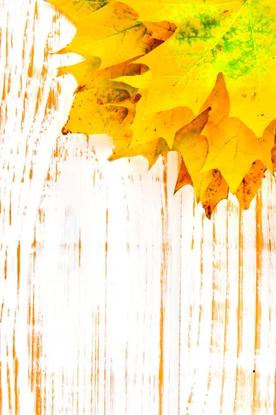 Outono folhas de bordo sobre fundo branco de madeira com espaço de cópia . — Fotografia de Stock
