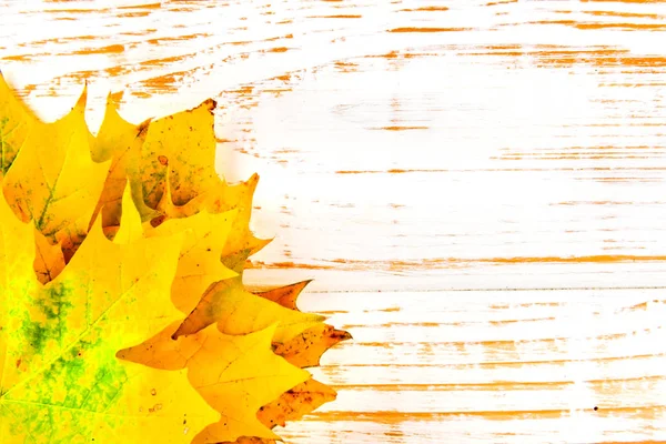 Outono folhas de bordo sobre fundo branco de madeira com espaço de cópia . — Fotografia de Stock