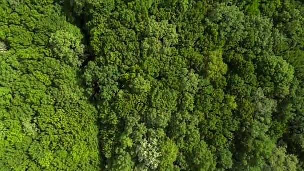 Vista superior dos topos das árvores em uma floresta verde de verão . — Vídeo de Stock