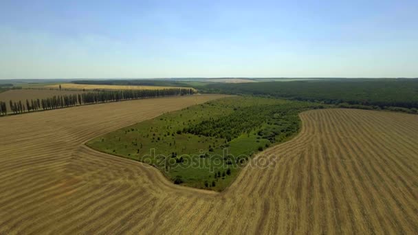 Aerial view on a harvested field of wheat with a small green tree plantation in the center. — Stock Video