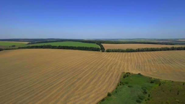 중앙에 작은 녹색 나무 농장와 밀의 수확된 필드에 공중 보기. — 비디오