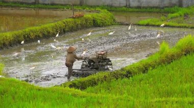 Pirinç plantasyon içinde çalışan çiftçi.