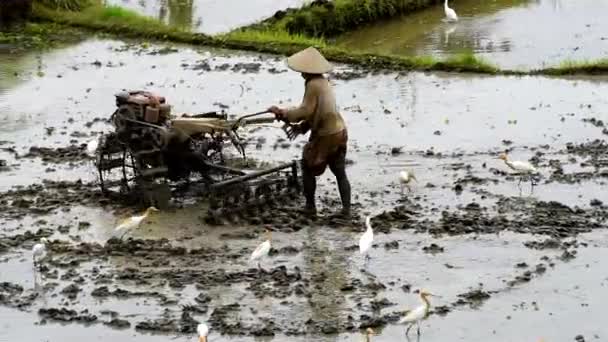 Landwirt arbeitet in Reisplantage. — Stockvideo
