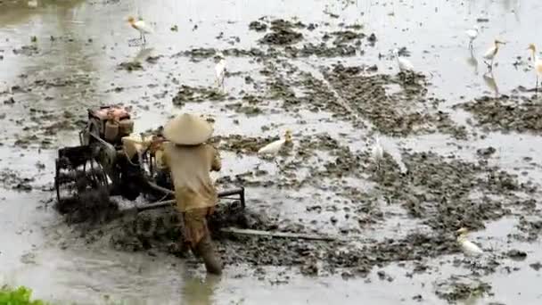 Boer werken in rijst plantage. — Stockvideo