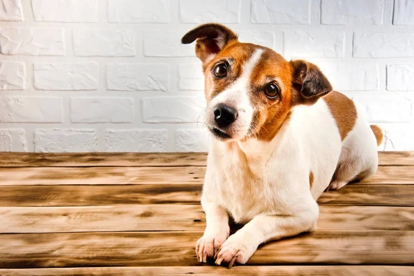 Bir ahşap yüzeye dinlenme şirin bir köpek. Beyaz arka plan.