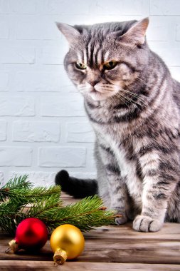 Kedi ve bir ahşap yüzeyde bir Noel ağacının dalını.