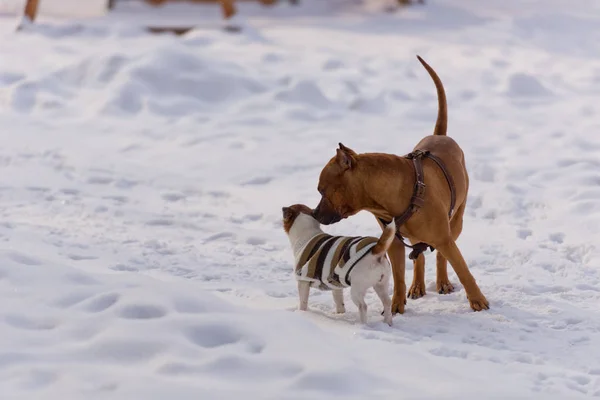 Cani Della Razza Staffordshire Terrier Jack Russell Terrier Che Giocano — Foto Stock