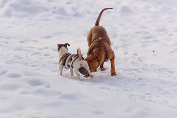 Cani Della Razza Staffordshire Terrier Jack Russell Terrier Che Giocano — Foto Stock