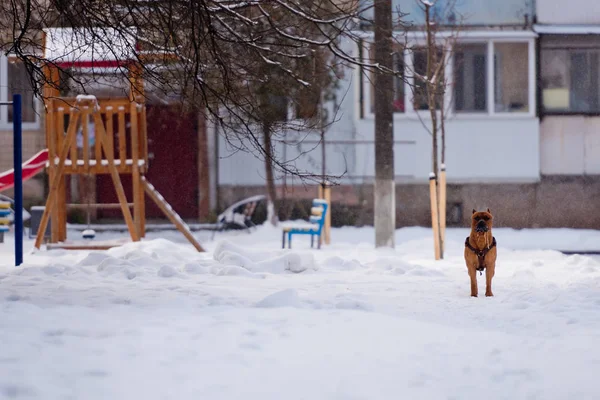 Cani Della Razza Staffordshire Terrier Sta Sulla Neve — Foto Stock