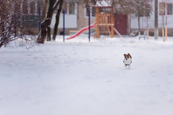 Hunderasse Jack Russell Terrier Läuft Durch Den Schnee — Stockfoto