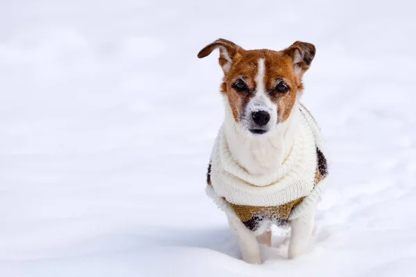 Cane Razza Jack Russell Terrier Siede Sulla Neve — Foto Stock