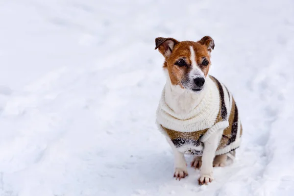 Cane Razza Jack Russell Terrier Siede Sulla Neve — Foto Stock