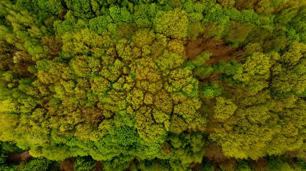 Ağaçlar Üst Kısımları Görünümü Top Havadan Görünümü — Stok fotoğraf